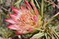 Colorful King Protea on the way to the Swartberg Pass in Oudtshoorn in South AfricaÃ¢â¬â the national flower of South Africa